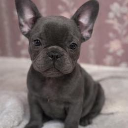 Titan - Blue male French Bulldog puppy in Waitts Lake, Washington from Best Friend standard Frenchies