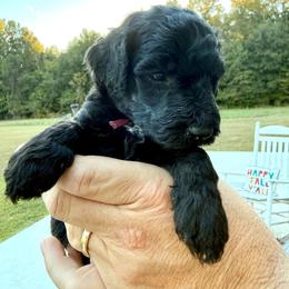 Maroon Boy (Harry) - Black and white male Bernedoodle puppy in Moulton, Alabama from Triple W Doodles