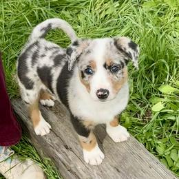 Fiyero - Blue merle male Australian Koolie puppy in West Richland, Washington from KittyHawkKoolies