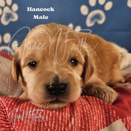 Hancock - Apricot male Goldendoodle puppy in Peyton, Colorado from Grace N Faith Doodles