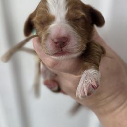 Leaf - Apricot male Goldendoodle puppy in Decatur, Tennessee from Diamond's Doodles