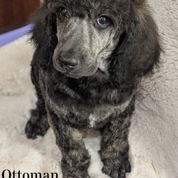 Poodle Puppies from Kvali Standard Poodles