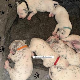 Dalmatian Puppies from Glasscock Dalmatians