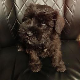 Gurney - Black male Miniature Schnauzer puppy in Midland, Texas from Shebbies Puppy Palace