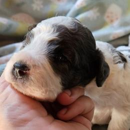 Milo - Merle male Cavapoo puppy in Underwood, Minnesota from Tru Cuddle Pups