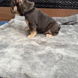 French Bulldog Puppies from Royal velvet frenchies