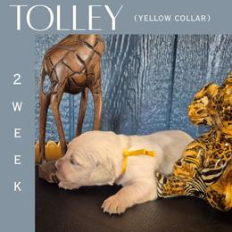Tolley - Light golden female Golden Retriever puppy in El Campo, Texas from Starlight Goldens