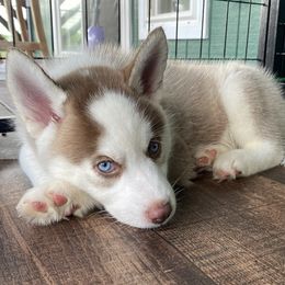 Siberian Huskies from Weber Siberian Huskies