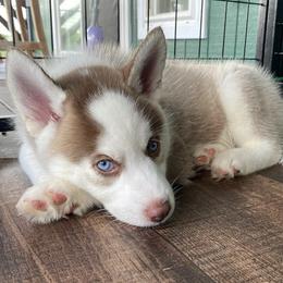 Siberian Huskies from Weber Siberian Huskies
