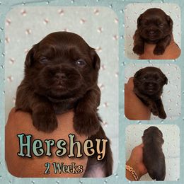 Hershey - Chocolate male Shih Tzu puppy in Yelm, Washington from Lala's All Star Shih Tzu
