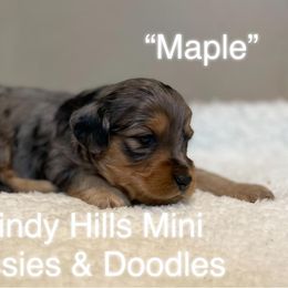 Aussiedoodle and Miniature Australian Shepherd Puppies from Windy Hills Mini Aussies & Doodles