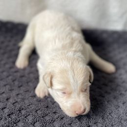 Black Collar - Gold Merle - Gold merle male Border Collie puppy in Gadsden, Alabama from Collie Wood Hills