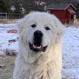 Blue - Colorado Mountain Dog