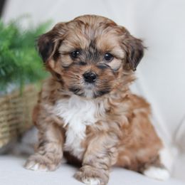 Maltipoo, Shichon, and Shihpoo Puppies from Timbercreek Puppies