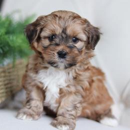 Maltipoo, Shichon, and Shihpoo Puppies from Timbercreek Puppies