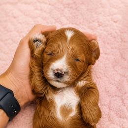 Lila - Apricot female Cavapoo puppy in Tolono, Illinois from The Golden Rule Doodles