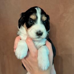 Glory - Black tri-color female Aussiedoodle puppy in New Durham, New Hampshire from Ridgeview Aussiedoodles