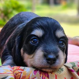 Aura - Dachshund puppy from Treasure Dachshunds
