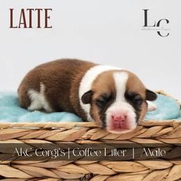 Latte - Red male Pembroke Welsh Corgi puppy in Pine Village, Indiana from NL Horsemanship
