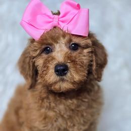 Lilly - Red  female Goldendoodle puppy in Austin, Texas from Austin Doodles & Poodles