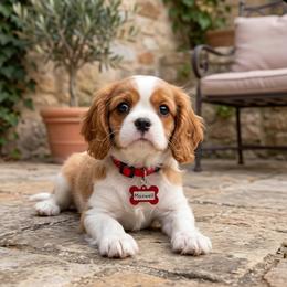 Maxwell - Blenheim male Cavalier King Charles Spaniel puppy in Pennsylvania from Julie's Cavalier King Charles Spaniels
