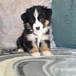 Fern - Black tri female Miniature Australian Shepherd puppy in Killen, Alabama from Wilkers Wholehearted Mini Aussies
