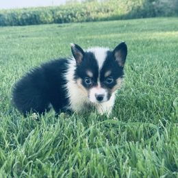Trisha - Black and white female American Corgi puppy in Bloomfield, Iowa from Beebe’s Corgis | Seven B Corgi Co