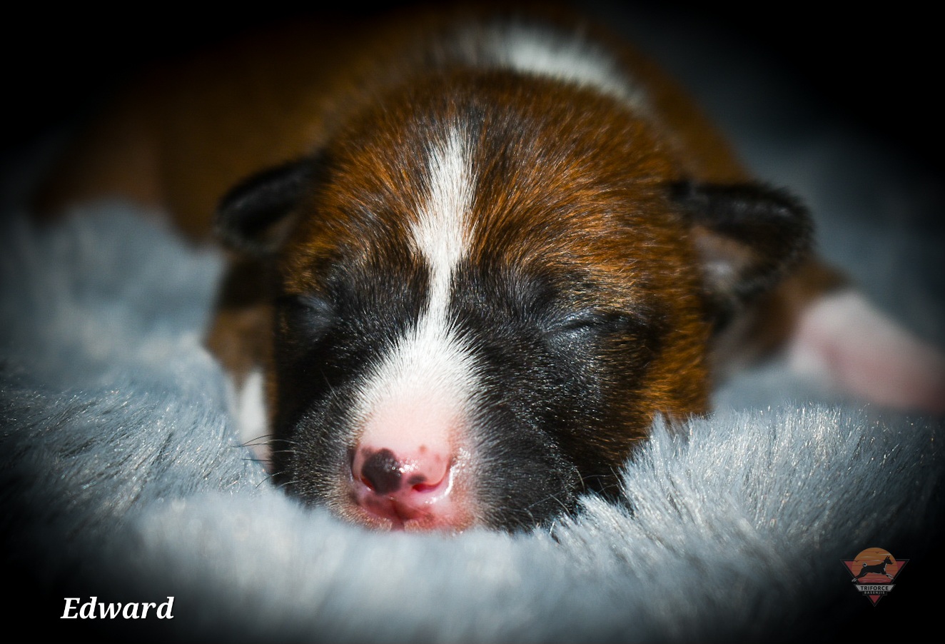 Edward - Red and white male Basenji puppy in San Diego, California from Triforce Basenjis