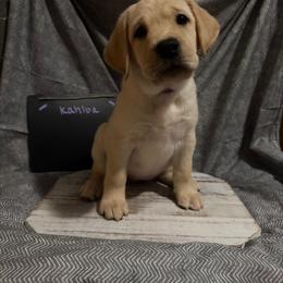 Kahlua - Yellow female Labrador Retriever puppy in Wittmann, Arizona from AM Labradors