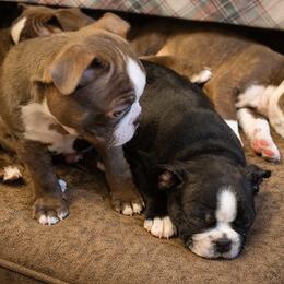 Boston Terrier Puppies from Broadus Boston Terriers