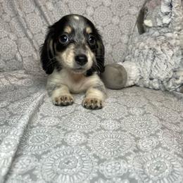 Grace - Piebald female Dachshund puppy in Norman, Oklahoma from Country Chapel Dachshunds