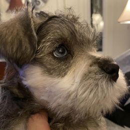 Miniature Schnauzers from Parker’s Min Chnauzerz
