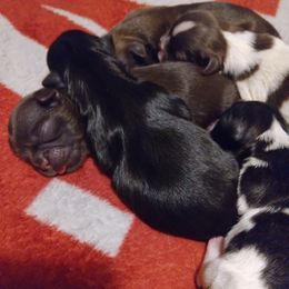 Shih Tzus from Shih Tzu Knot