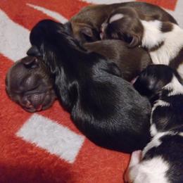 Shih Tzus from Shih Tzu Knot