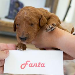 Fanta - Red  female Poodle puppy in Mesa, Arizona from Desert Doodles