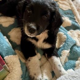 Pearl - Black and white female Aussiedoodle puppy in Columbia Falls, Montana from Firefly Aussies & Aussiedoodles
