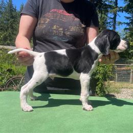 Spring Green - Black and white male Pointer puppy in Olympia, Washington from Birdsboro Pointers