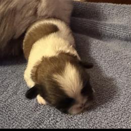 Girl 1 - Brindle female Shih Tzu puppy in Centralia, Illinois from Niepoetter Shih Tzus