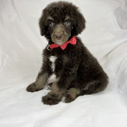 St. “Patrick” - Phantom Poodle puppy in Grand Prairie, Texas from Dallas Paw Connect