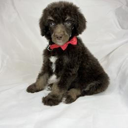 St. “Patrick” - Phantom Poodle puppy in Grand Prairie, Texas from Dallas Paw Connect