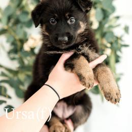 Ursa - Bi-color female German Shepherd puppy in Berwick, Maine from Vom Rindahaus Shepherds