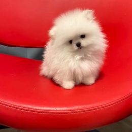 Pomeranian Puppies from POMERLAND exotic Pomeranians of Orlando
