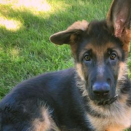 German Shepherds and Scottish Terriers from Viceroy's Kennel LLC