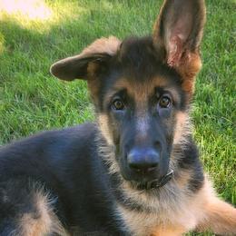 German Shepherds and Scottish Terriers from Viceroy's Kennel LLC