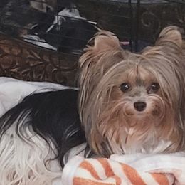 Katerina - Biewer Terrier