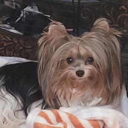 Katerina - Biewer Terrier