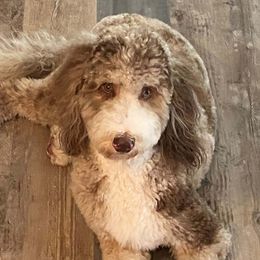 Monroe - Bernedoodle