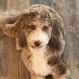 Monroe - Bernedoodle