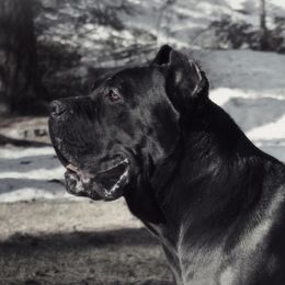 Casanova - Cane Corso