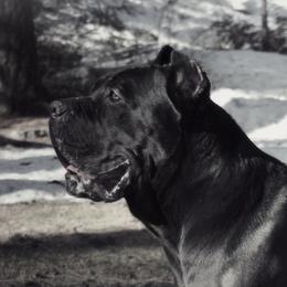 Casanova - Cane Corso